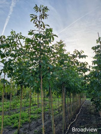 Walnotenboom Broadview