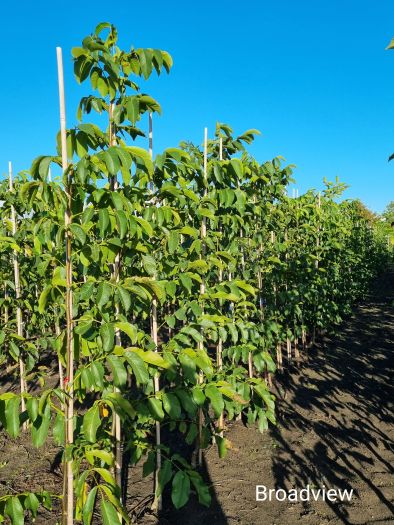 Walnotenboom Broadview-150+