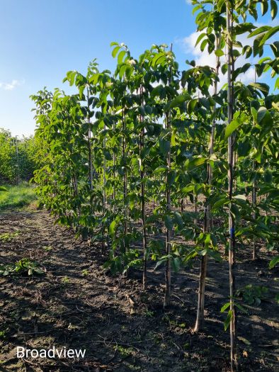 Walnotenboom Broadview-175+