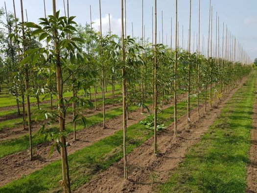 Walnotenboom Broadview-125+