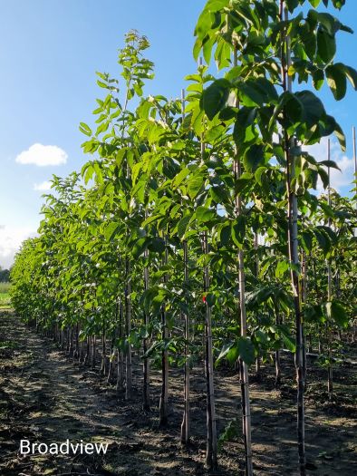 Walnotenboom Broadview-100+