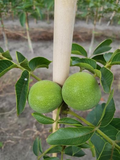 2- jarige spillen van Juglans regia 'Broadview'